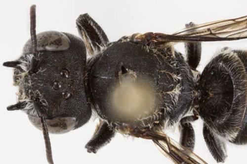 Abeja Lucifer: un nombre infernal para uno de los animales más singulares