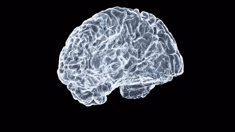 Interpretación de un cerebro humano