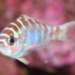 El pez que cambia de sexo