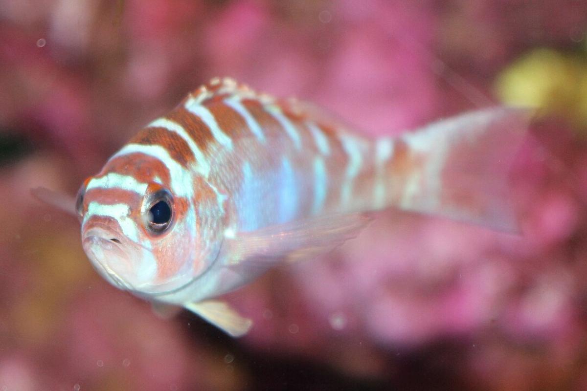 El pez que cambia de sexo