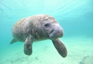 Encuentran en Qatar una “vaca marina”